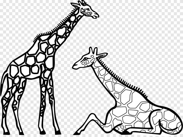 Жираф Книжка-раскраска для взрослых Красотка Рисунок, Животное Черно-белое, млекопитающее, ребенок png