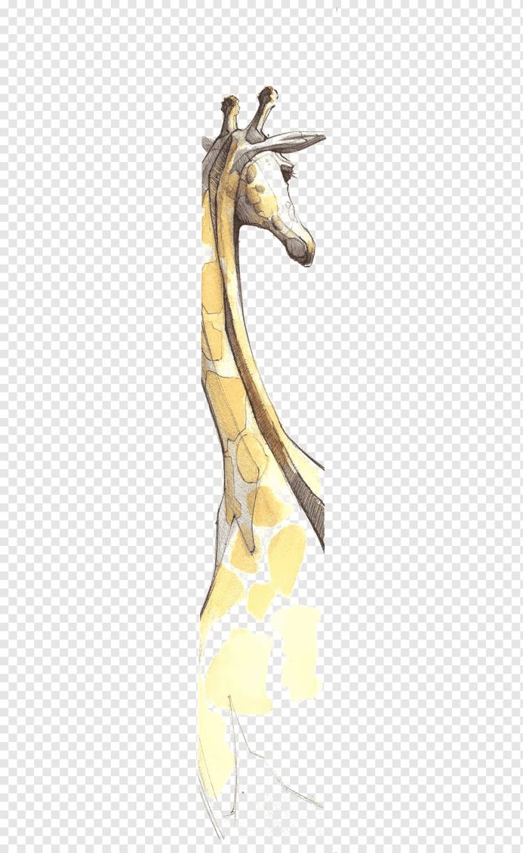 Рисунок жирафа, Акварельная живопись, Жираф, нарисованный вручную, карандаш, нарисованный, животные png