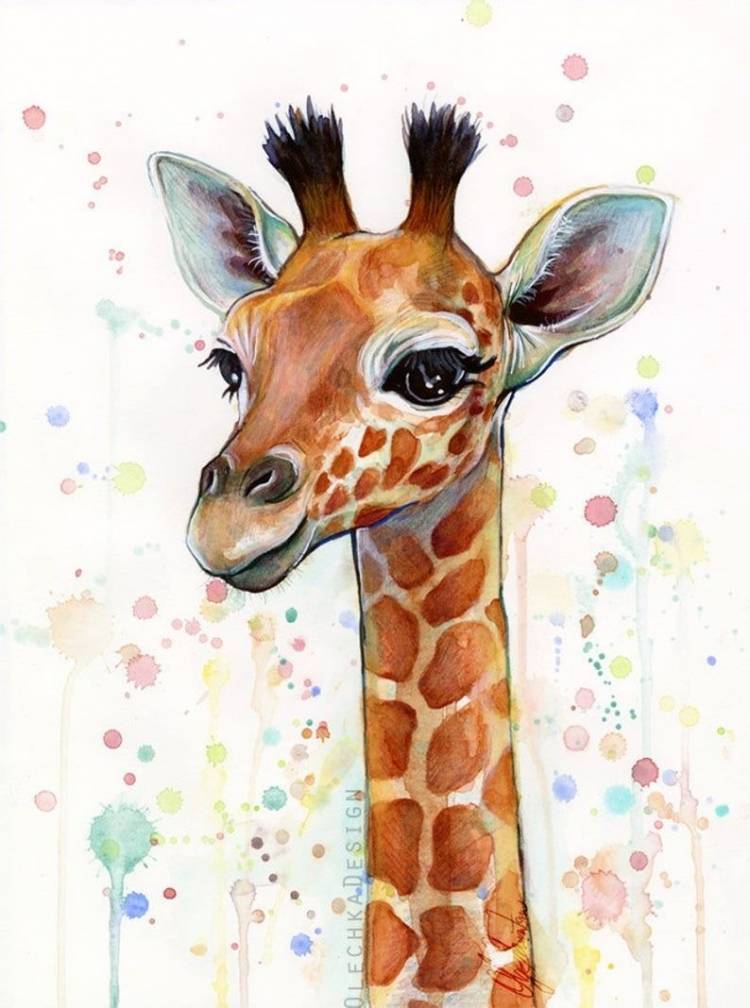 Жираф красивый рисунок