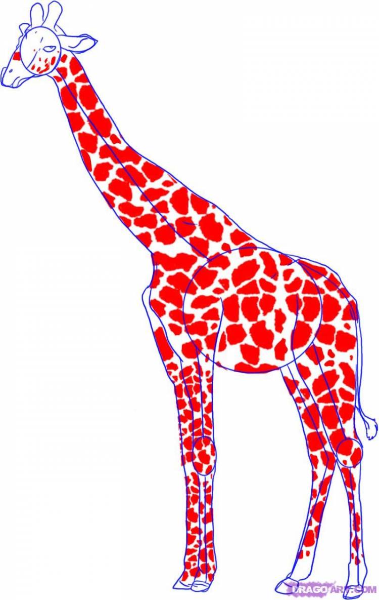 Как нарисовать жирафа поэтапно