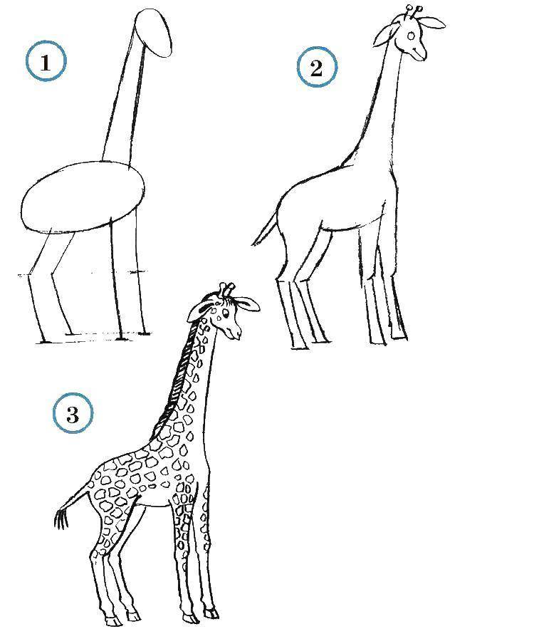 Раскраски Раскраска Учимся рисовать жирафа как нарисовать поэтапно животных, Раскраски как нарисовать поэтапно животных