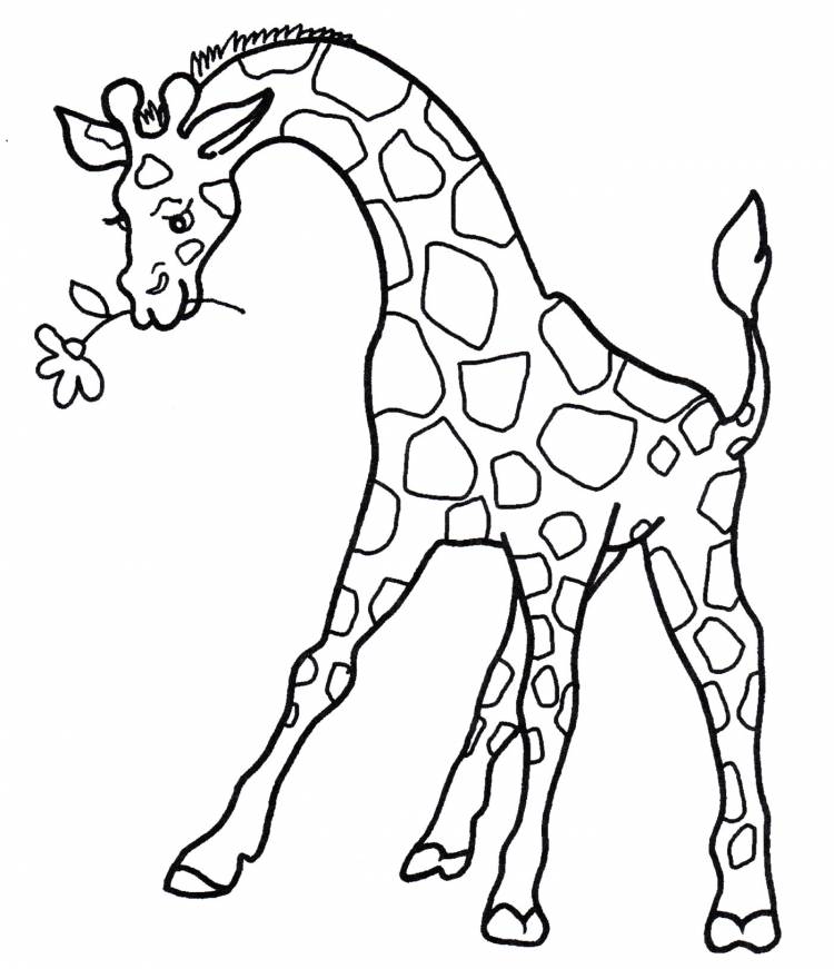 Раскраска Жираф с цветочком