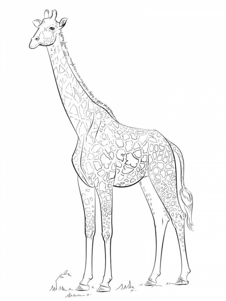 Раскраска нормальный жираф