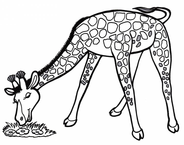 Раскраска Жираф кушает травку