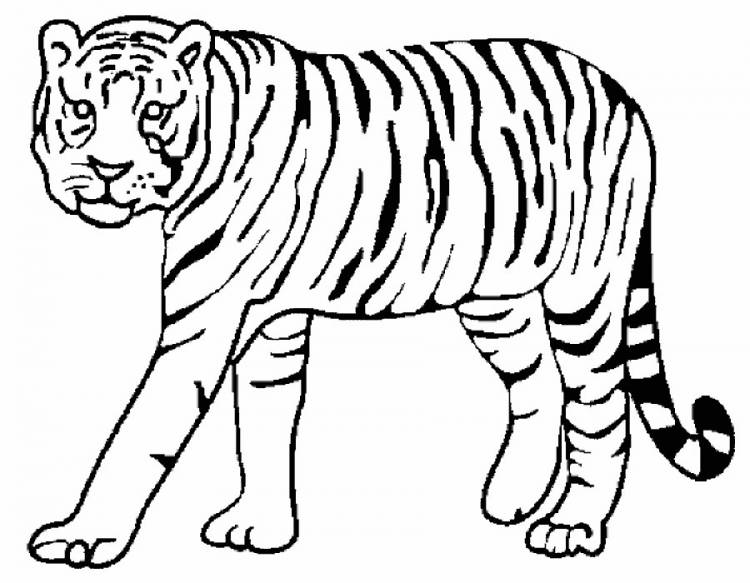 Раскраска Тигр Скачать И Распечатать