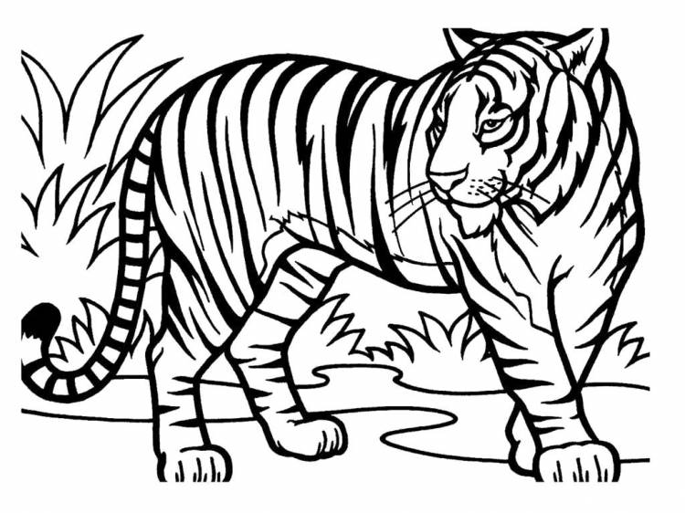 Раскраски Тигр, Раскраски для девочек и мальчиков