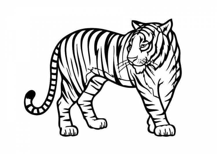 раскраски для детей тигры тигрица тигренок тигр