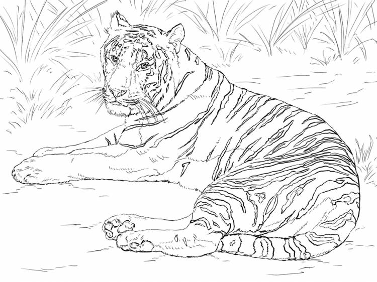 Раскраска Амурский тигр