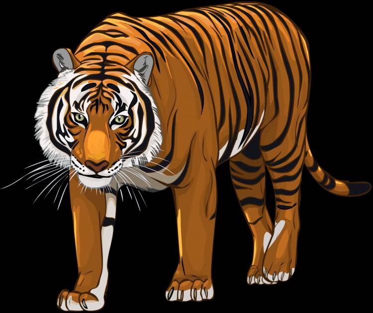 Тигр клипарт 