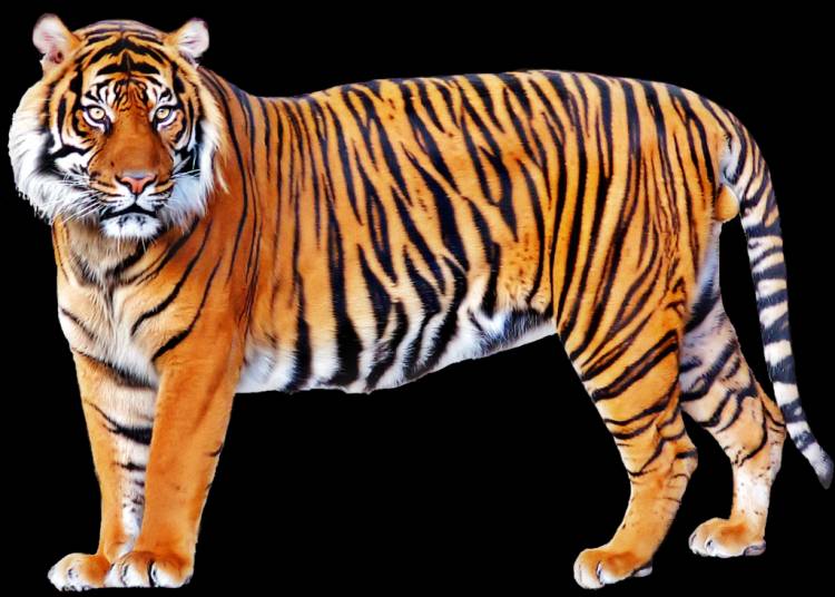 Тигр клипарт 