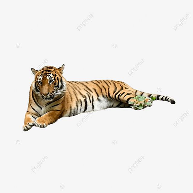 Тигр дикое животное кошачий PNG , тигр, дикие животные, коты PNG рисунок для бесплатной загрузки