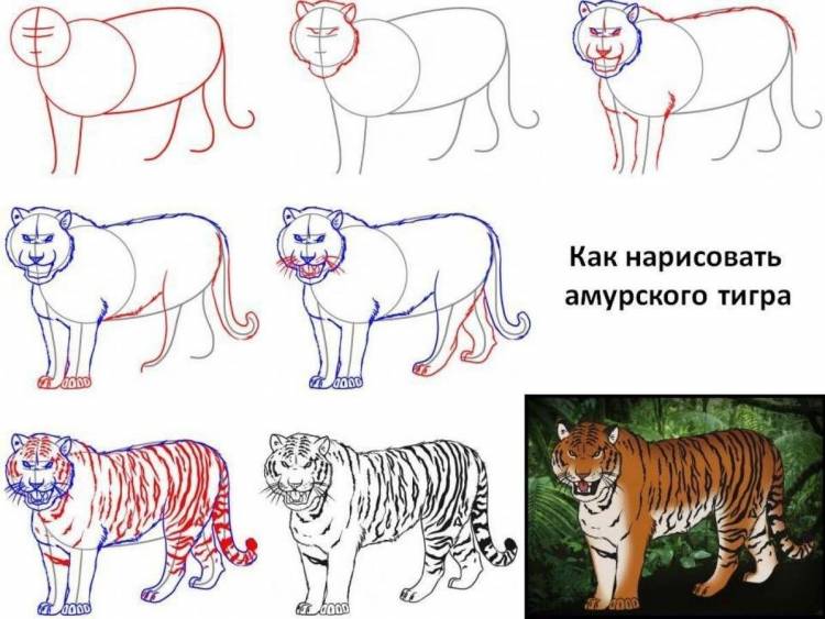 Рисунок амурского тигра легкий