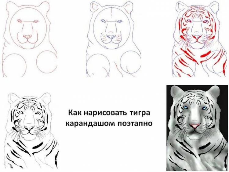 Как нарисовать тигра, рисуем символ