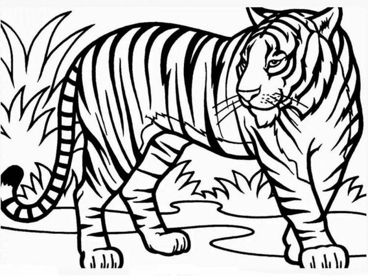 Раскраски Тигр рисунок 