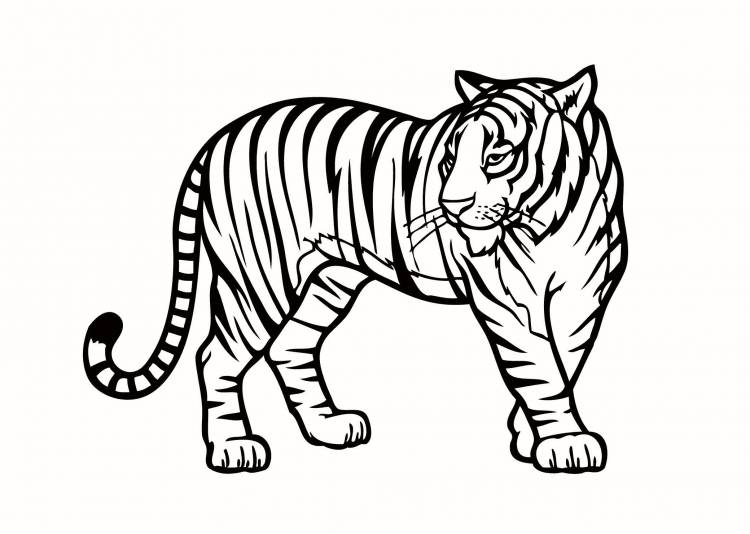 Тигр рисунок раскраска 