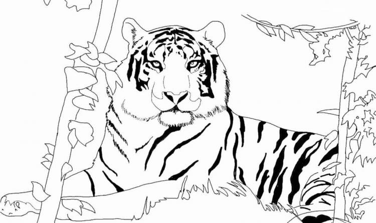 Раскраски Тигр рисунок для детей 