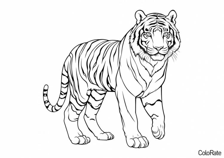 Раскраска Любопытный тигр распечатать