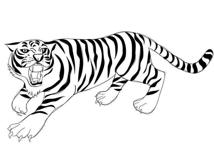 Тигр картинка раскраска