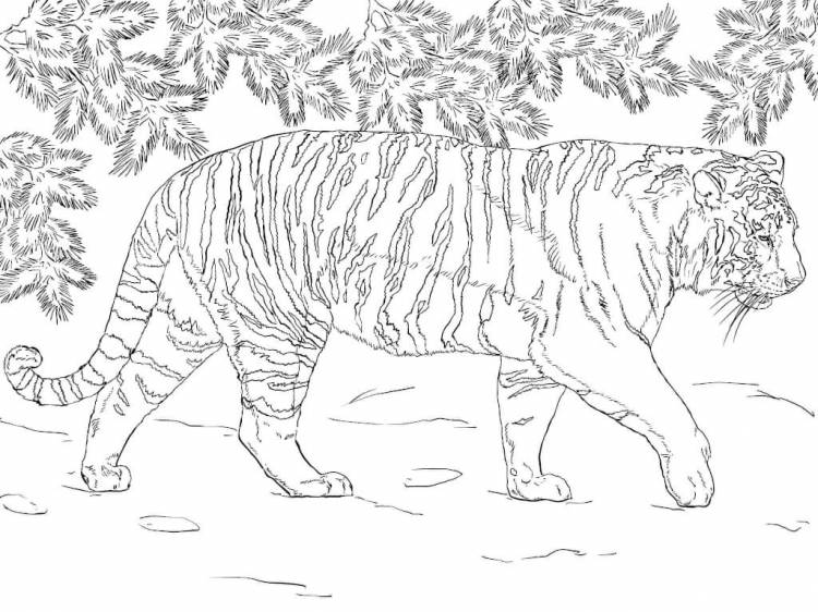 Раскраска «Тигр»