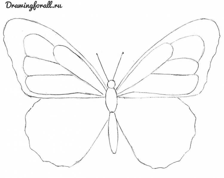 Как нарисовать бабочку карандашем