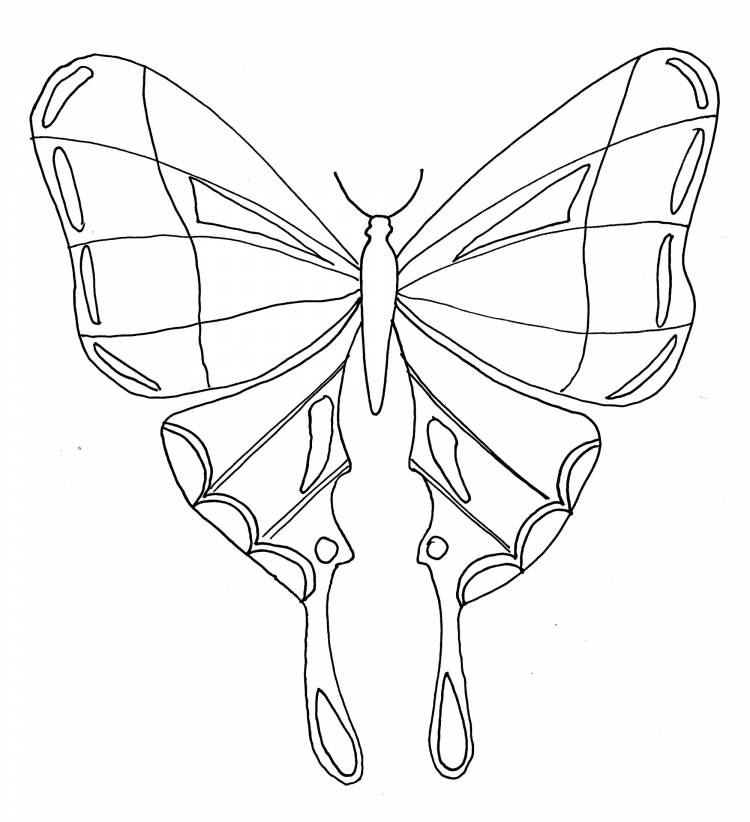 Бабочки Раскраски для детей