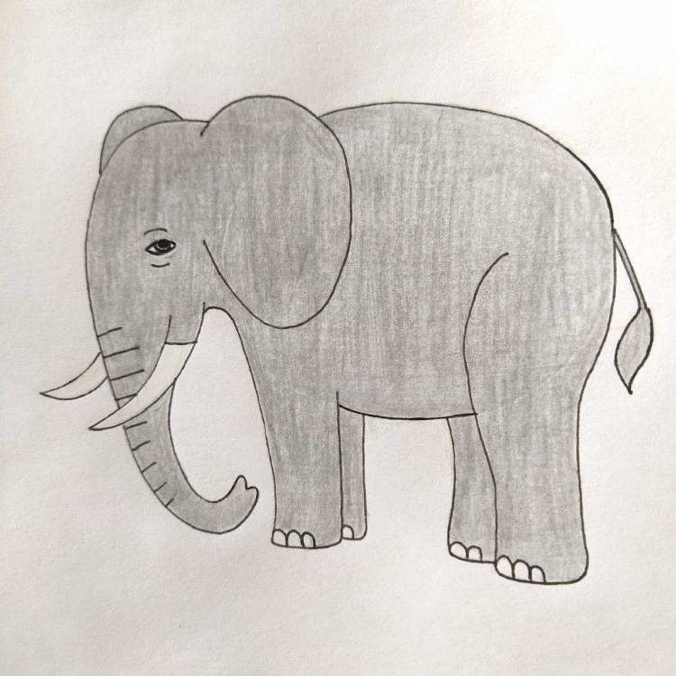Слоник рисунок карандашом
