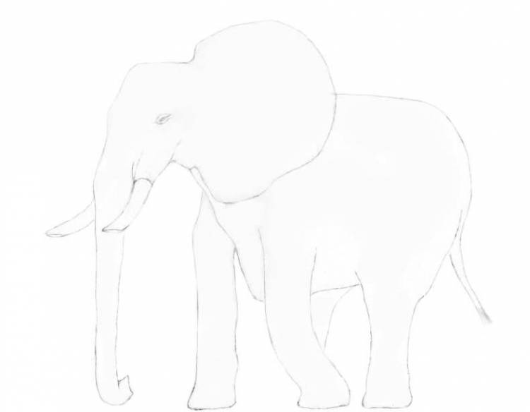 Как нарисовать слона карандашом