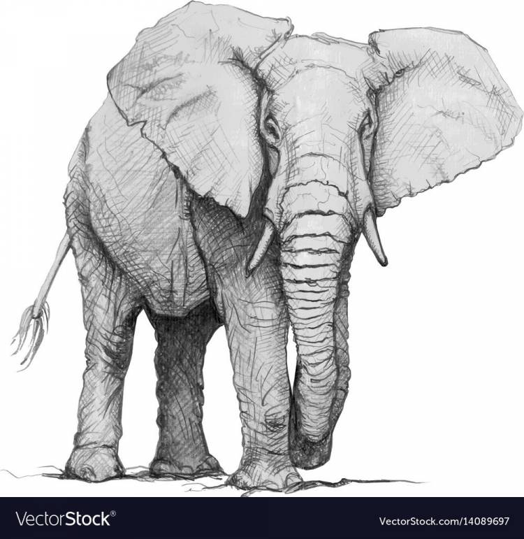 Слон рисунок карандашом легкий