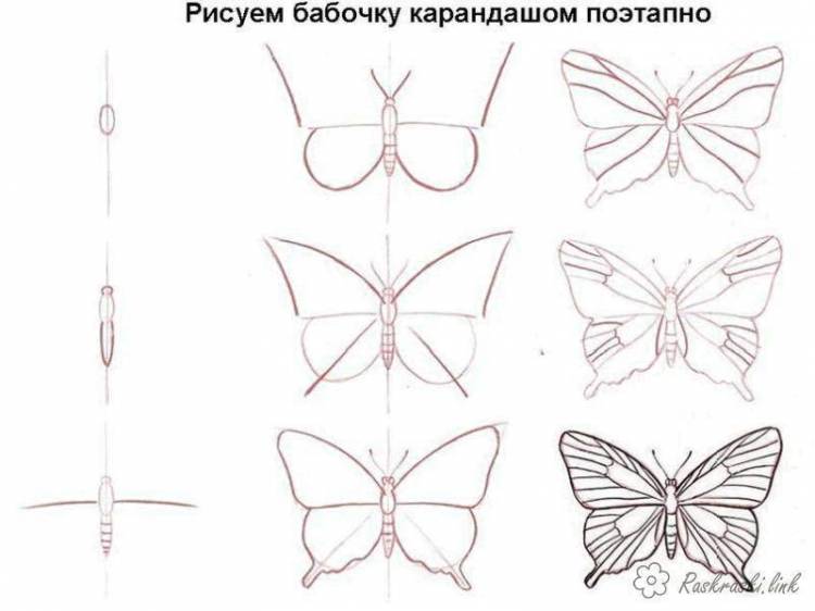 Раскраски Раскраска Рисуем бабочку поэтапно бабочки, Раскраски бабочки