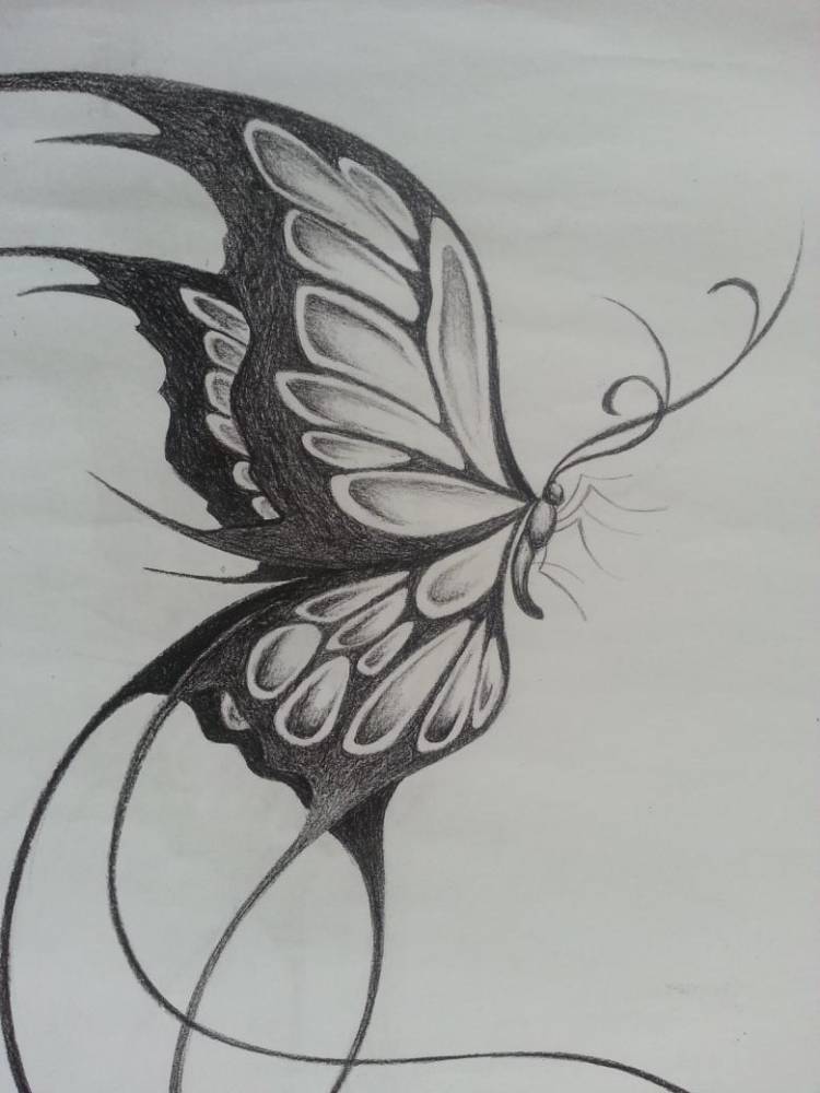 Как нарисовать бабочку поэтапно карандашом и красками