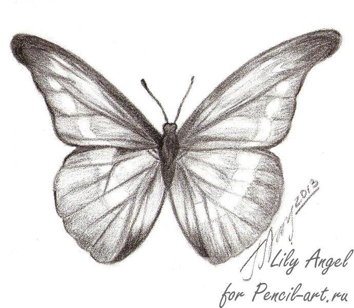 Как нарисовать бабочку Morpho Anaxibia карандашом поэтапно