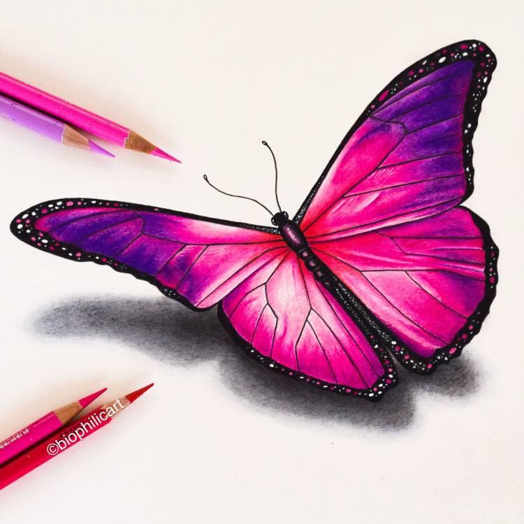 Бабочка рисунок карандашом цветной