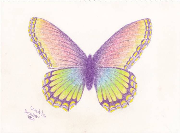 Рисунки бабочек цветные легкие