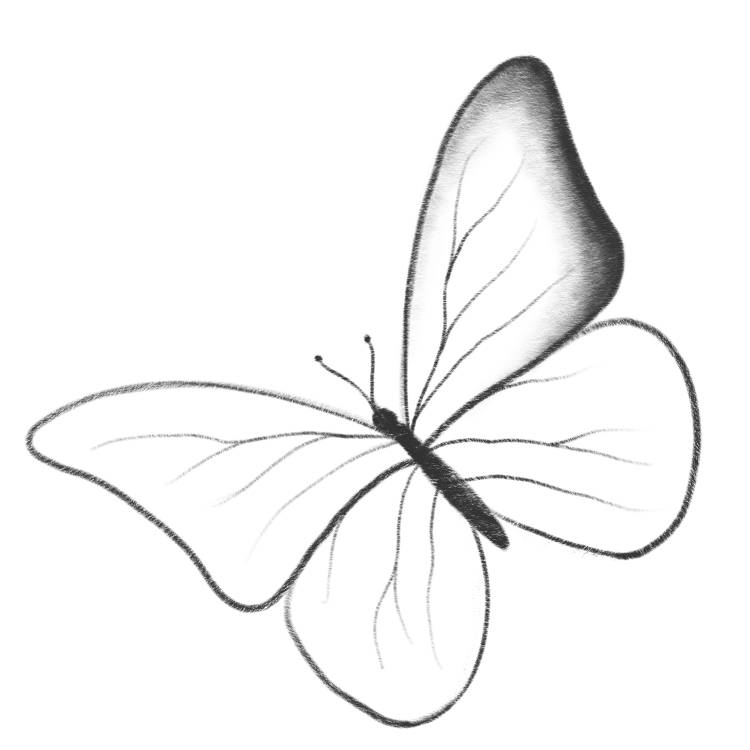 Бабочка рисунок карандашом для начинающих простая 