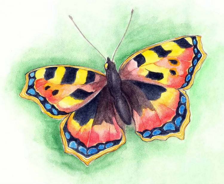 Бабочка рисунок карандашом для детей цветные