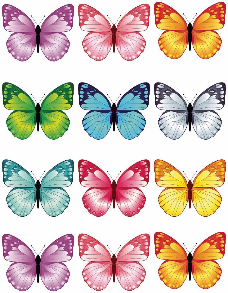 Рисунок разных бабочек