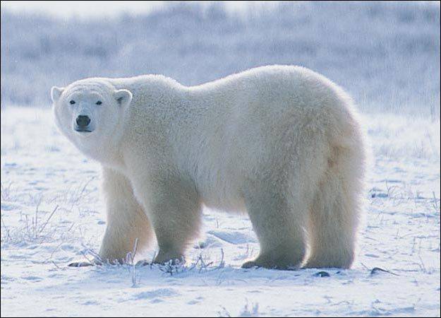 Белый медведь картинка для детей