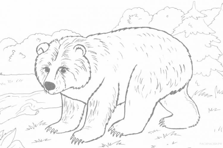 Раскраски Бурый медведь для детей 