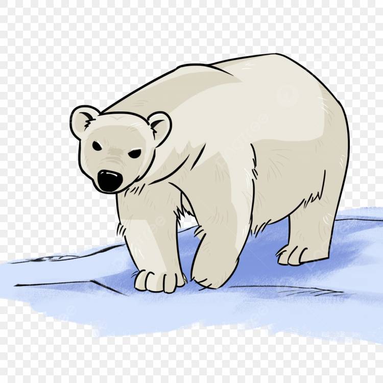 Полярный медведь PNG , карунский полярный медведь, медведь, медведь клипарт PNG картинки и пнг PSD рисунок для бесплатной загрузки