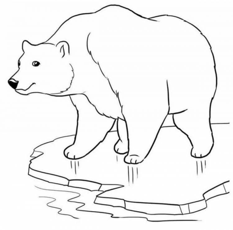 Раскраски Белый медведь для детей