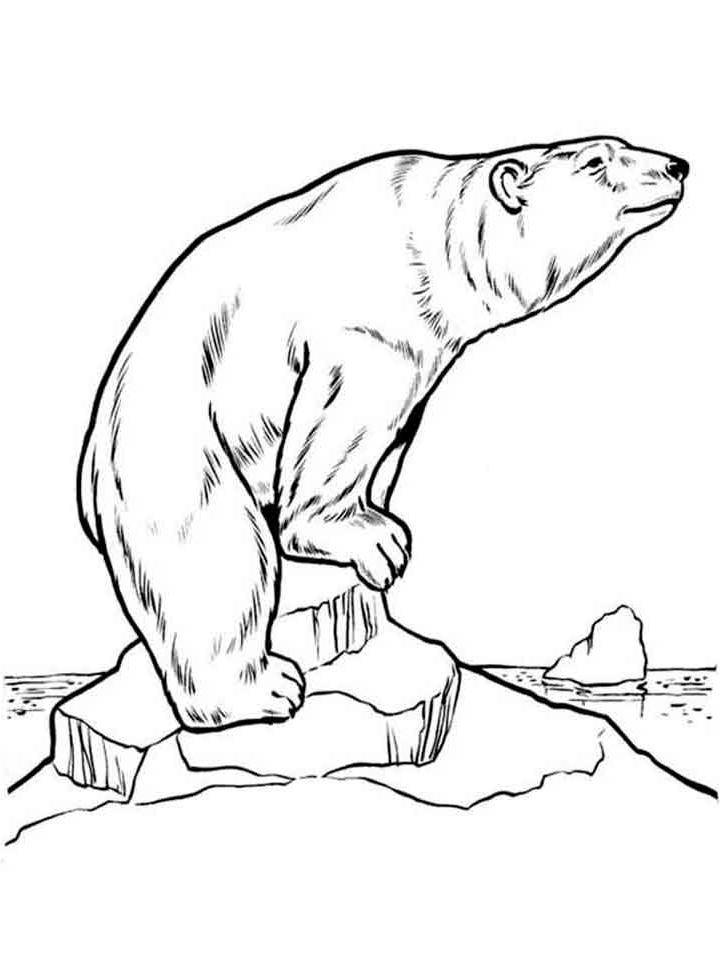 Картинка Белый Медведь распечатать для детей