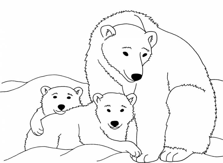 Раскраски Белый медведь для детей
