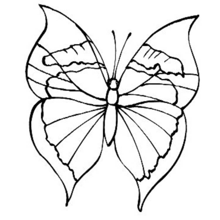 Рисунки бабочки простым карандашом поэтапно