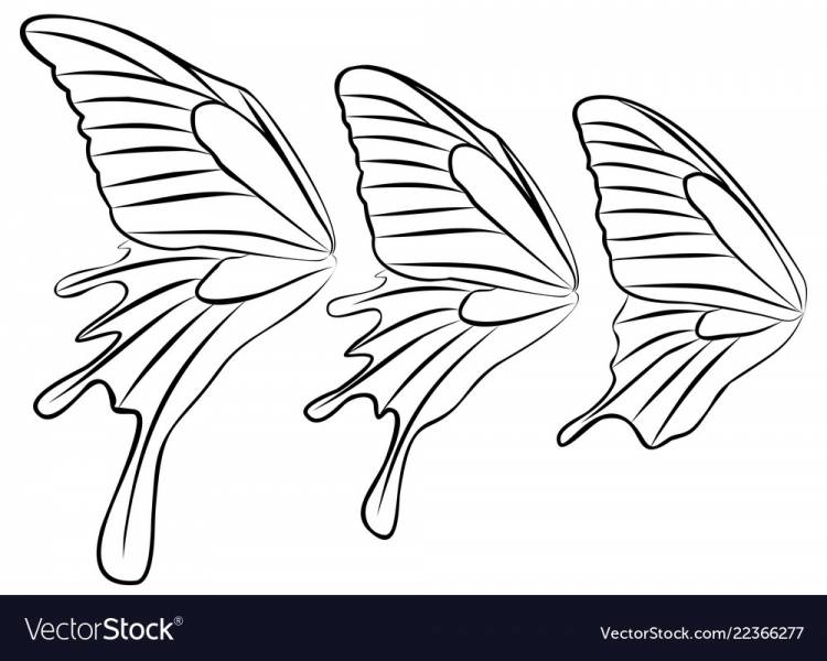 Крыло бабочки рисунок карандашом
