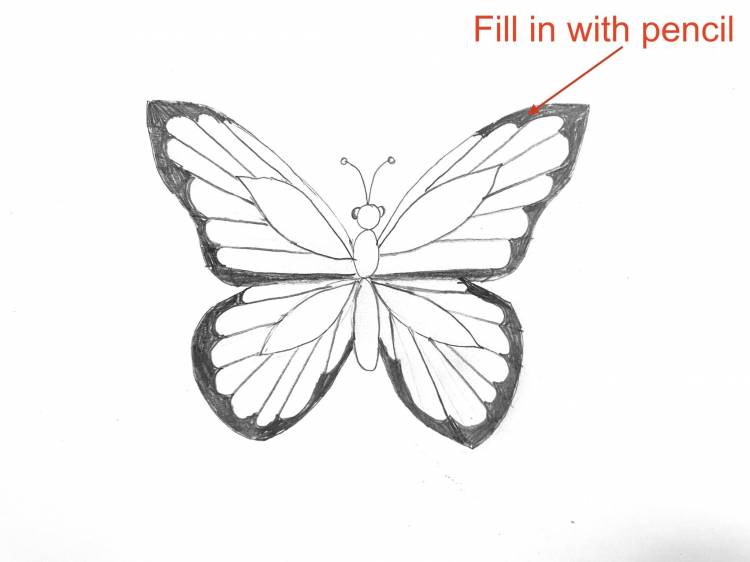 Крыло бабочки рисунок карандашом