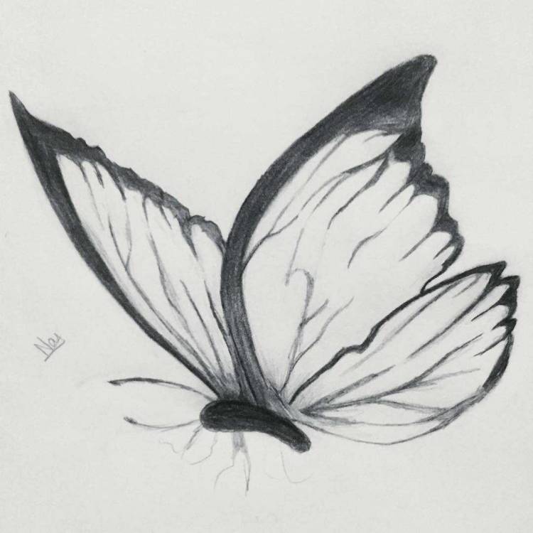 Рисунки бабочки простым карандашом поэтапно