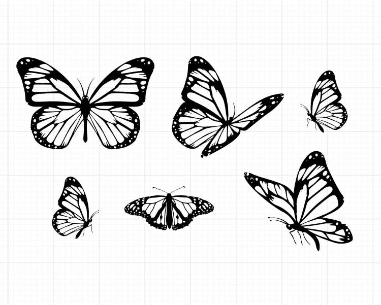 Рисунок бабочки сверху