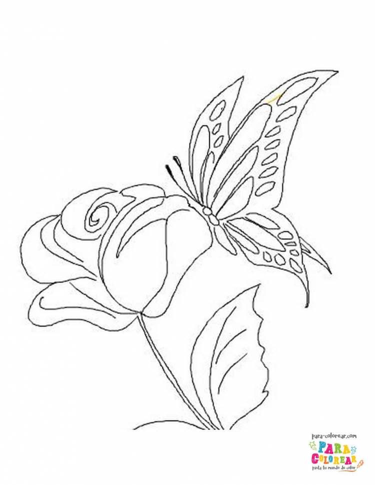 Рисунок для срисовки цветы и бабочки
