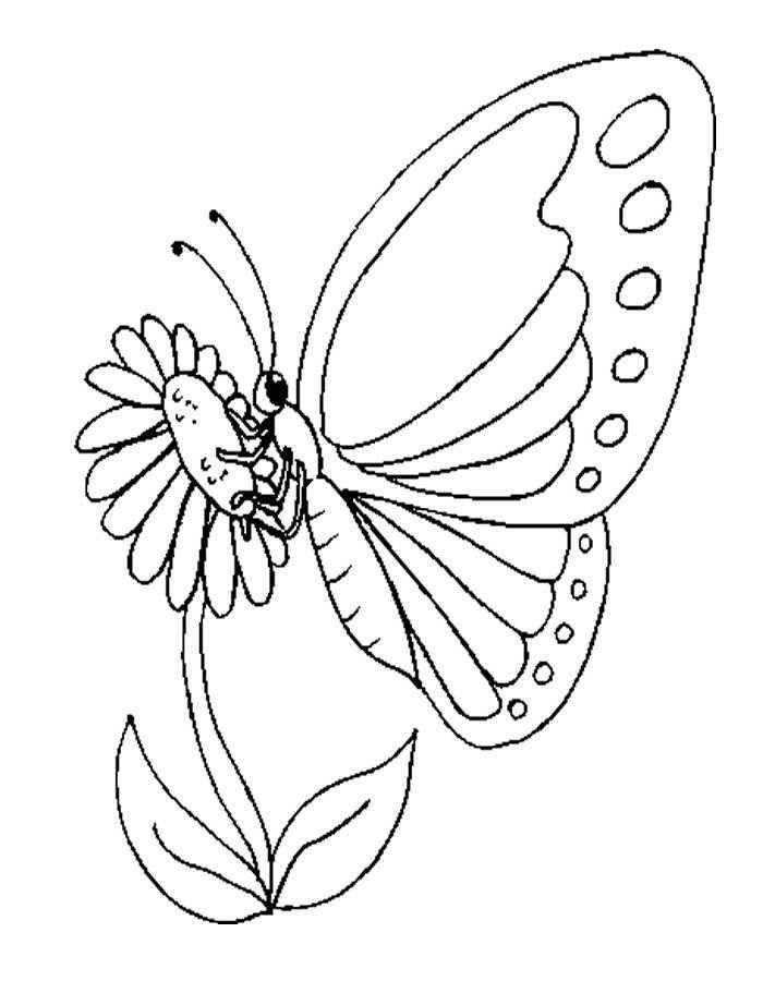 Бабочка на цветке рисунок для детей раскраска 