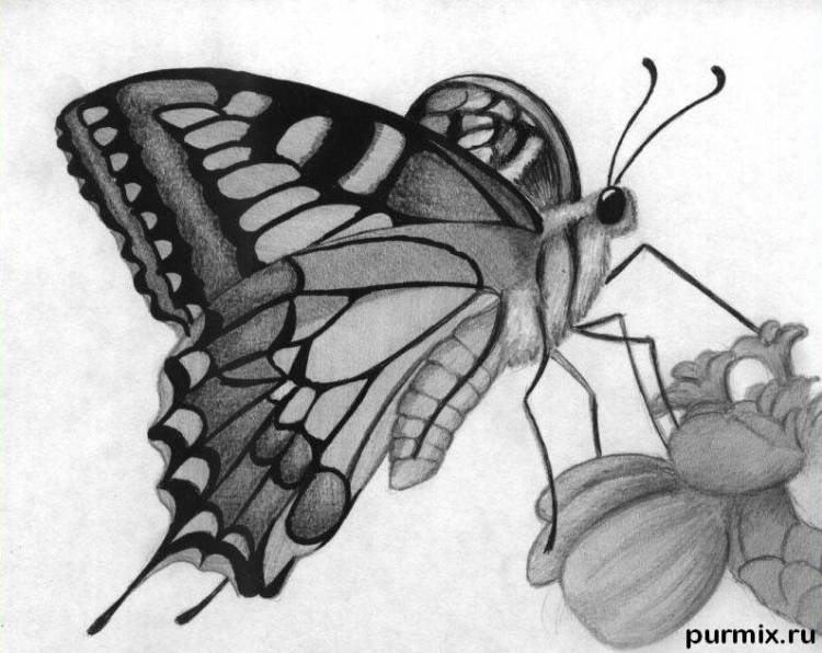 Как нарисовать бабочку на цветке карандашами поэтапно